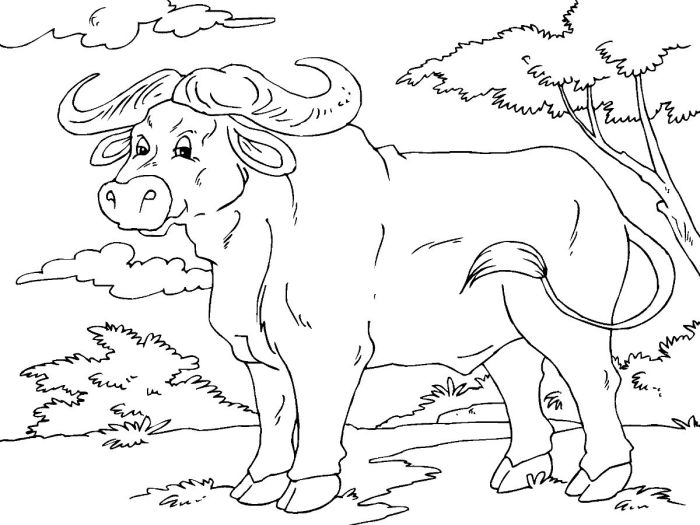 African buffalo animal coloring page