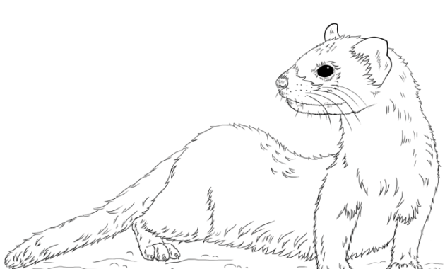 2 ferret animal coloring pages