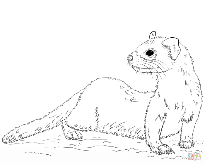 2 ferret animal coloring pages