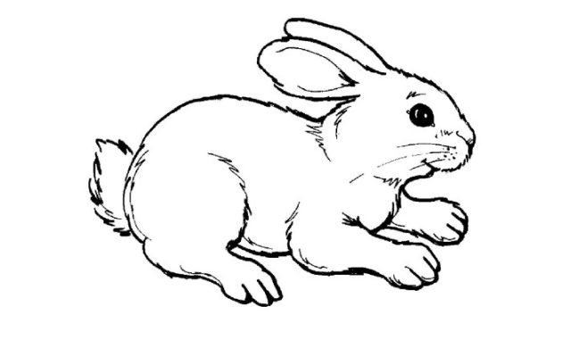 Free coloring animal pages