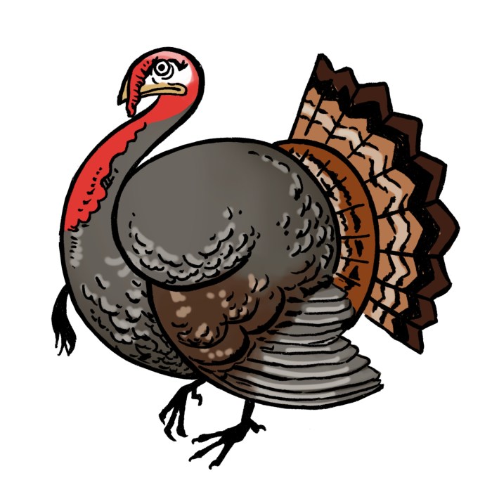 Cute turkey turkey country drawing easy