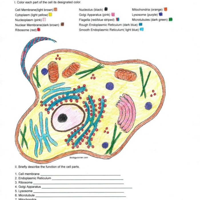 Animal cell coloring page key