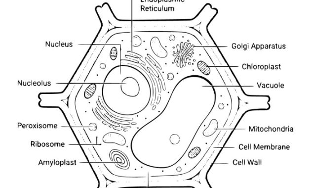 Animal and plant cell coloring pages