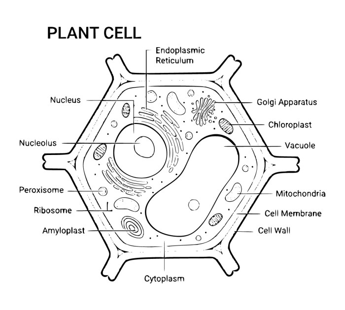 Animal and plant cell coloring pages