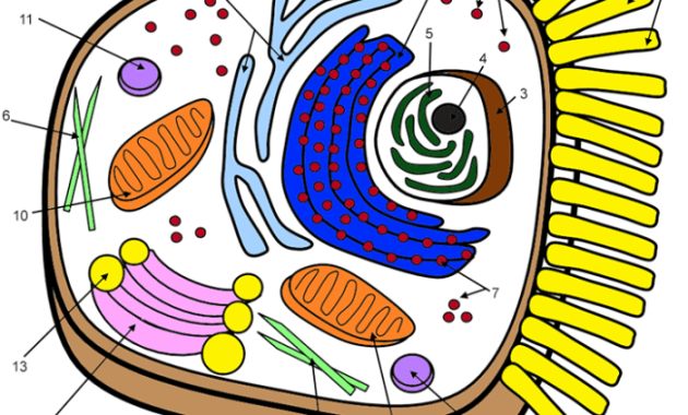 Animal cell coloring page key