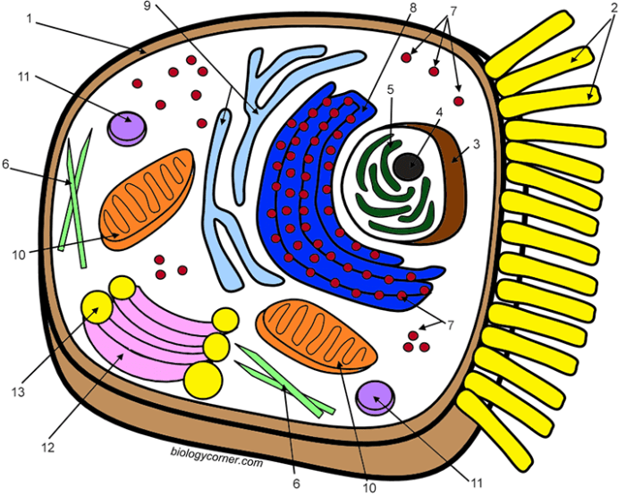 Animal cell coloring page key