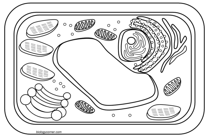 Animal and plant cell coloring pages