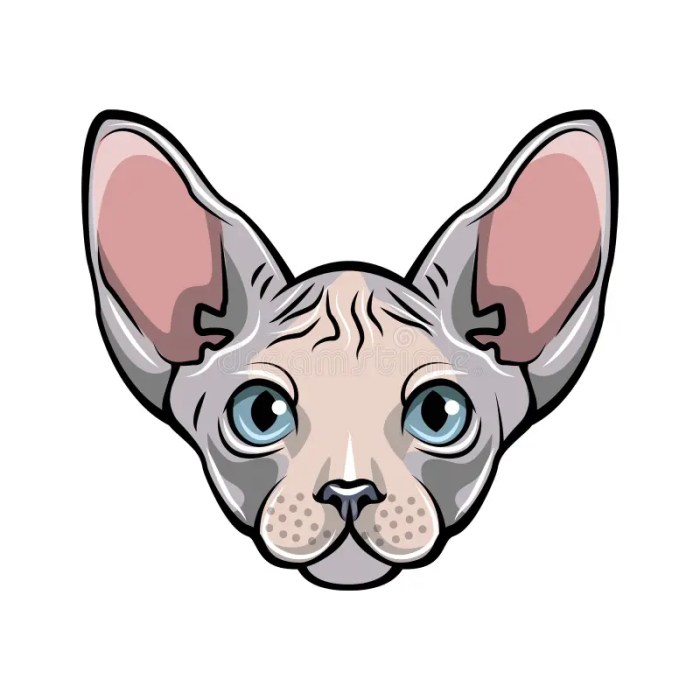 Sphynx cat cartoon easy drawing