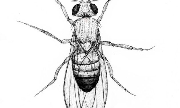 Fruit fly easy drawing