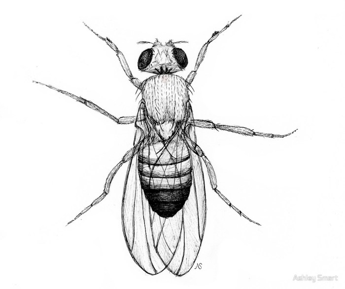 Fruit fly easy drawing