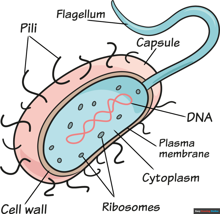 A easy drawing of bacteria