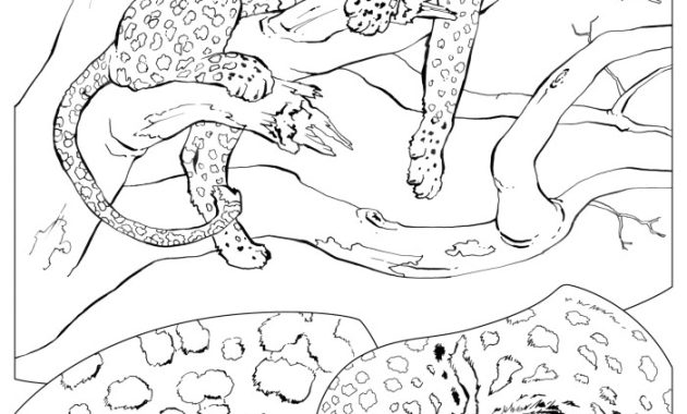 Camouflage animal coloring sheet preschool