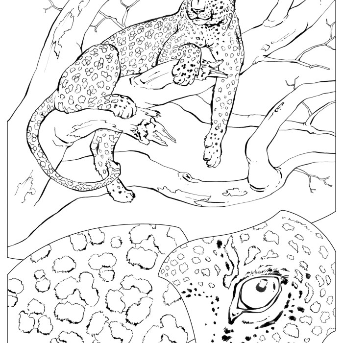 Camouflage animal coloring sheet preschool