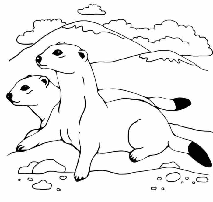 2 ferret animal coloring pages